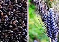 Dehatibazar’s Journey of Black Wheat: From Farmer’s Field to Your Plate